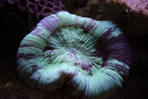 Green Open Brain coral