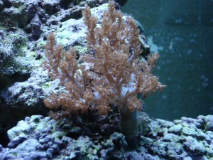 Kenya Tree Coral (Capnella Sp.)