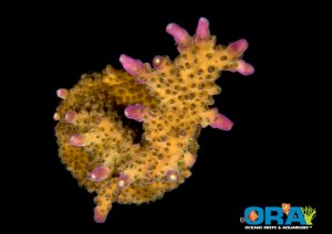 ORA Acropora Solitaryensis