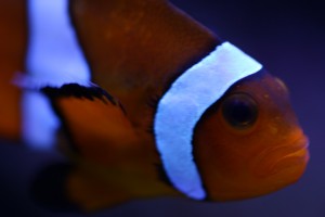 Up Close Shot of Ocellaris Clownfish