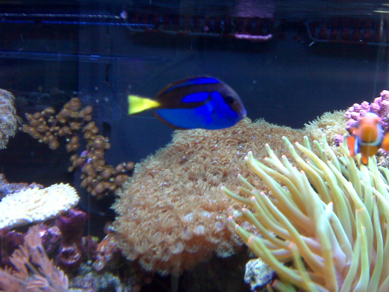 Very Unique Blue Hippo Tang