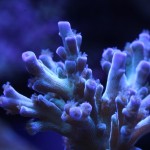 Acropora Colony Closeup Picture