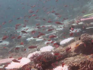 Bleached Reef in the Philippines