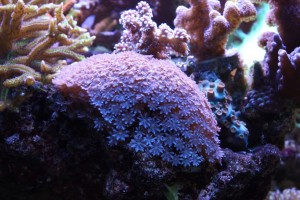 Blue Anthelia Snowflake Polyps