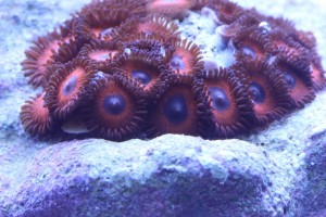 Kedd Red Zoanthids