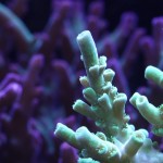 Neon Green Acropora Coral