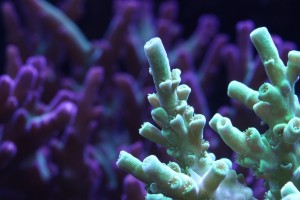 Neon Green Acropora Coral