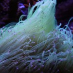 Neon Green Torch Coral