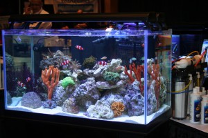 Rimless Reef Aquarium at MACNA