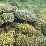 Acropora Colonies While Diving at Kwajalein