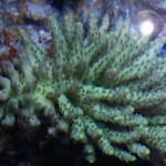Acropora LED Coral Growth After