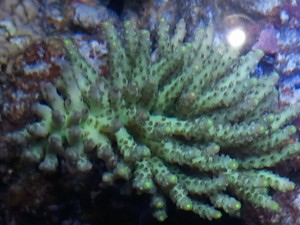 Acropora LED Coral Growth After
