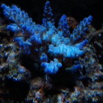 Blue Acro LED Coral Growth After