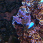Blue Acro LED Coral Growth Before