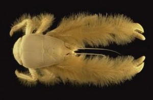 Hairy-Clawed Yeti Crab