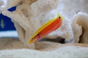Neon Hogfish (Bodianus sanguineu)