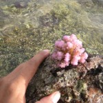 Pink Pocillopora at Kwajalein