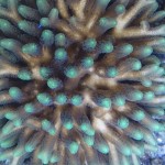 Seriatopora LED Coral Growth After