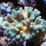 Seriatopora LED Coral Growth Before