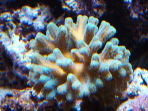 Seriatopora LED Coral Growth Before