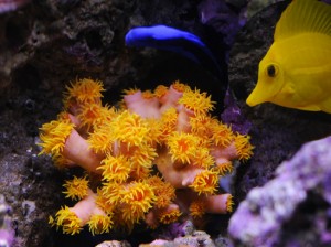 Sun Coral in Mixed Reef Aquarium