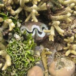 Tridacna Crocea Clam Seen at Low Tide