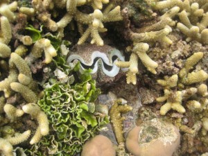 Tridacna Crocea Clam Seen at Low Tide