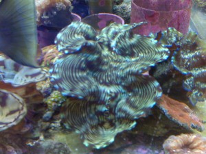 Tridacna Squamosa Clam