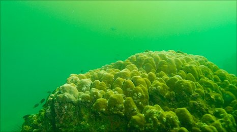 Algae Bloom On Reef