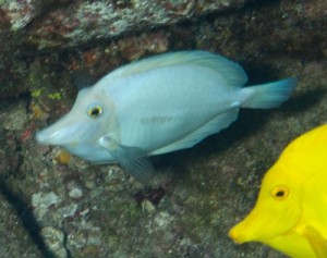 All White Yellow Tang