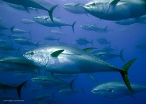 Bluefin Tuna