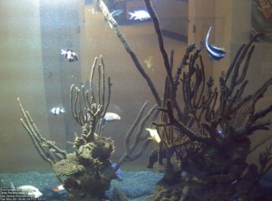 Live Saltwater Aquarium Cam Show