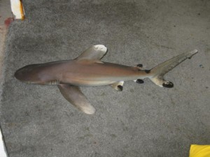 Oceanic Whitetip Shark