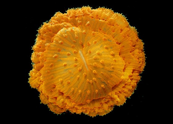 Orange Fungia Coral from Olympus BioScapte Digital Imaging Competition