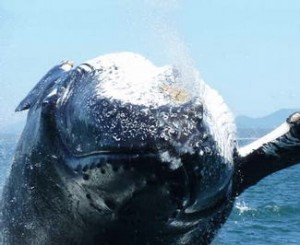 Whale Breaching Near Watcher