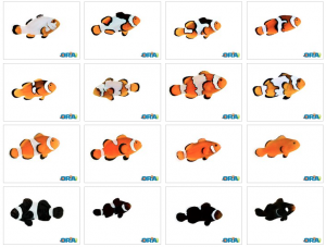 Collection of ORA Fish as seen on the ORA Facebook Page