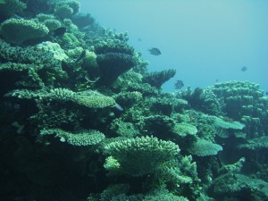 Coral Reef Photos