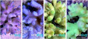 Corals From SeaSlug