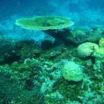 Wild Coral Colonies in the Pacific