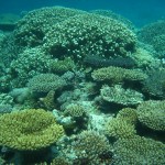 Diving Pics from Kwajalein