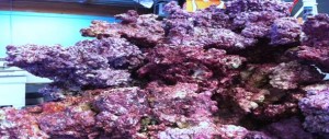 Fish Heads Inc Real Reef Live Rock