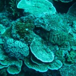 Pacific Reef Pictures