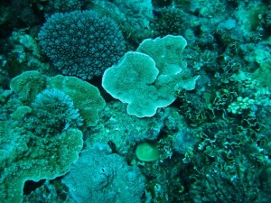 SCUBA Diving Marshall Islands