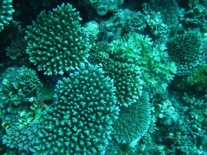 Wild Acropora Colonies