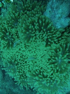 Wild Anemone on Pacific Reef