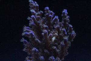 ORA Acropora at f/13