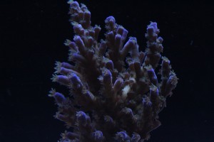 ORA Acropora at f/18