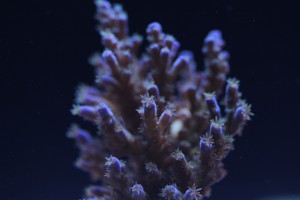 ORA Acropora at f/2.8