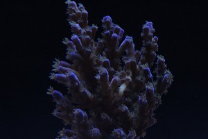 ORA Acropora at f/25