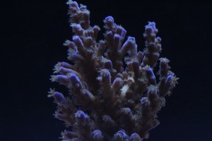 ORA Acropora at f/32